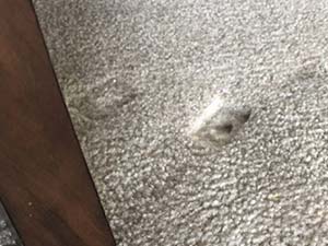furniture dent marks in carpet
