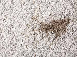 carpet stains coming back